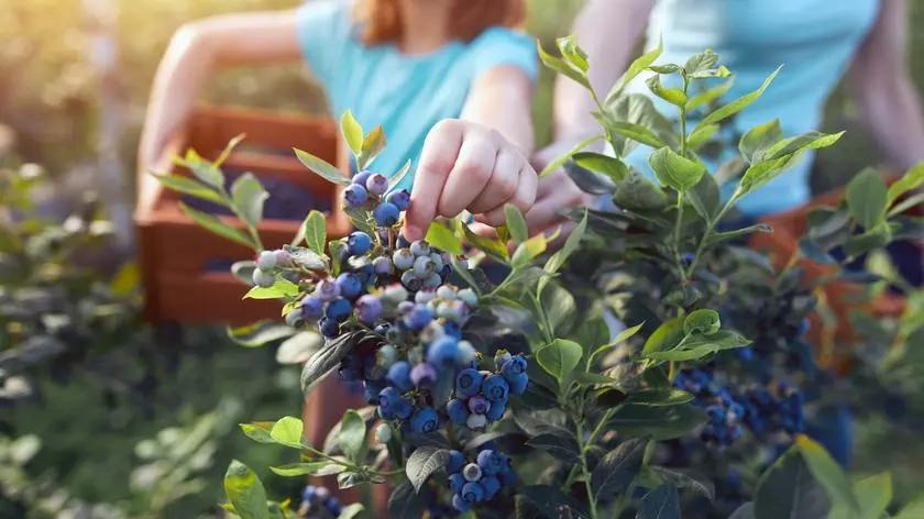 Fruit & Berry Harvesting