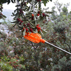 SIMOLIA® Fruit Picking Basket Attachment